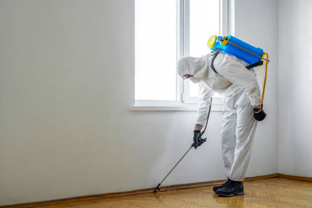 Best Termite Control Services  in Willmar, MN