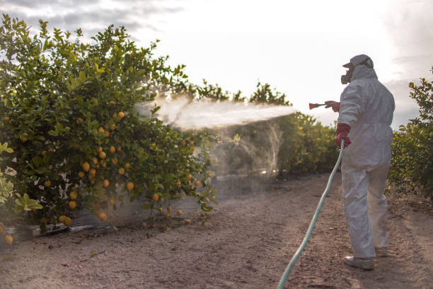 Best Flea Control Services  in Willmar, MN