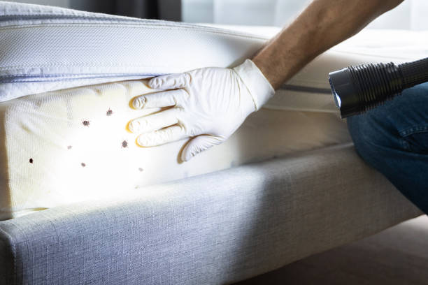 Best Local Pest Control Services  in Willmar, MN